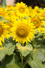 Obraz premium sunflower