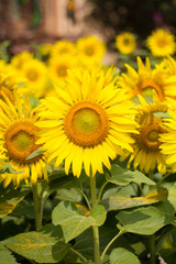 sunflower