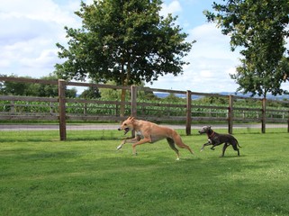 Two Dogs Running in a Field