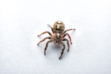 Super macro spider portrait