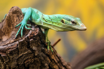 Emerald Tree Monitor, Varanus prasinus, climbing on tree stump