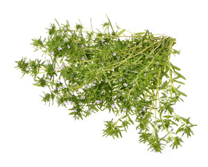 bunch of fresh savory isolated on white background .