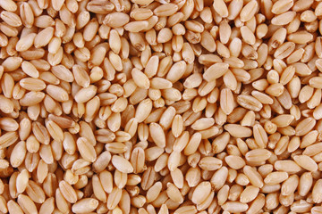 Grains of wheat close-up