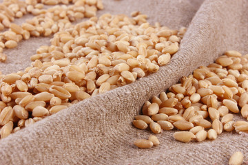 Grains of wheat close-up