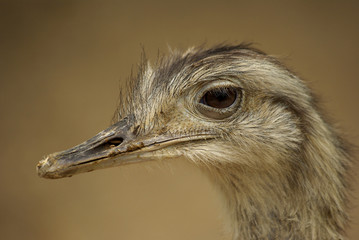 Portrait profil autruche © sablin