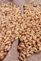 Grains of wheat close-up