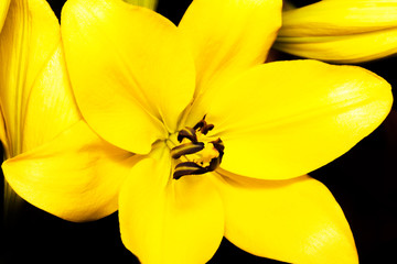 Big yellow lily on black