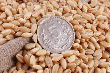 Plexiglas foto achterwand Indian 5 (five ) rupee coin with wheat grains © bharatmanoj