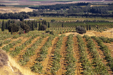Weinbau Libanon