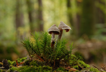 Cortinarius paleaceus fungus growing in the forest