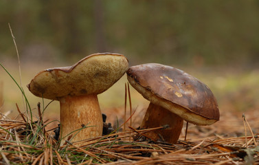 Bay bolete fungus (Boletus badius) growing in the forest