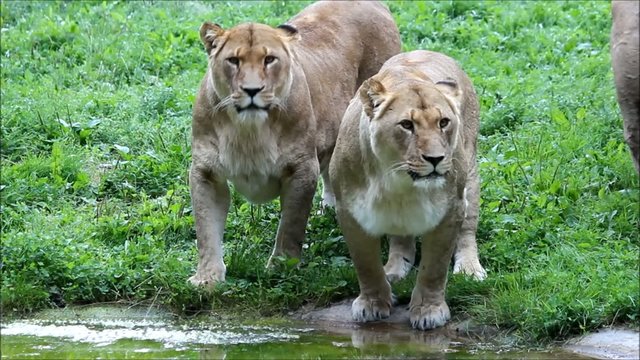 L&ouml;wenrudel an Wasserstelle (lions on waterhole)