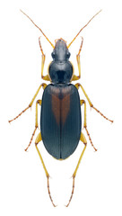 Beetle Calathus halensis
