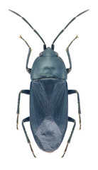 Bug Aellopus syriacus