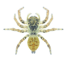 Spider Sitticus pubescens (female) on a white background