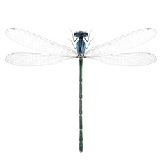 Dragonfly Enallagma cyathigerum (female)