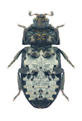 Beetle Dermestes laniarius (underside)
