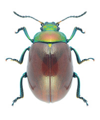 Beetle Chrysolina polita
