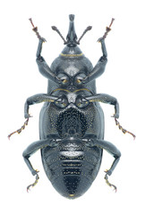 Beetle Sphenophorus abbreviatus (underside)
