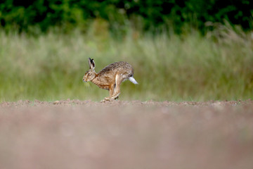 Brown hare, Lepus europaeus