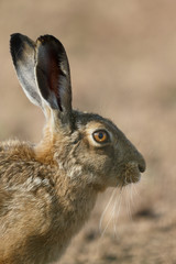 Naklejka na ściany i meble Brown hare, Lepus europaeus