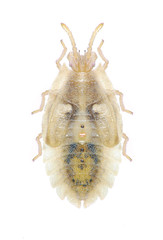 Bug Tingis ampliata (larva)