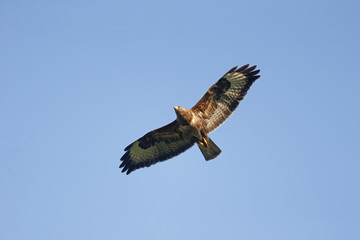 Common buzzard, Buteo buteo