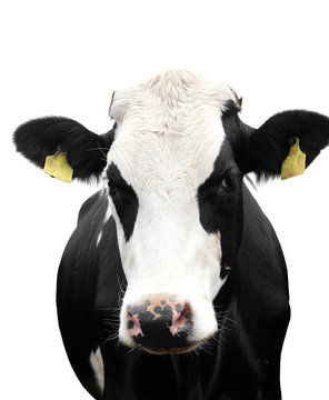 Funny cow isolated on a white background.
