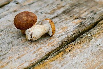 Two mushrooms cepes on wooden background