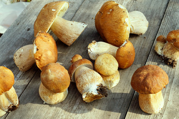 Mushrooms cepes on wooden background