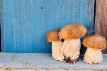 Three mushrooms cepes on the background of wooden boards