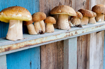 Mushrooms cepes on a wooden shelf