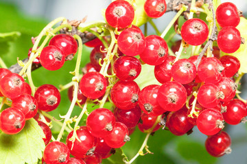 Beautiful red currant in garden
