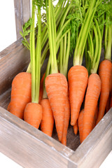 Fresh carrot in crate close up