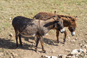 Donkeys.