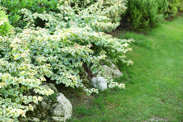 Obraz premium Beautiful landscaping in garden