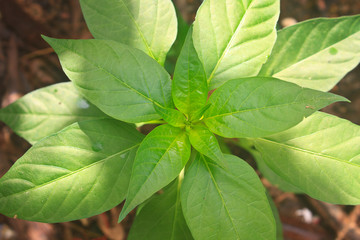green leaves of chili peppers tree