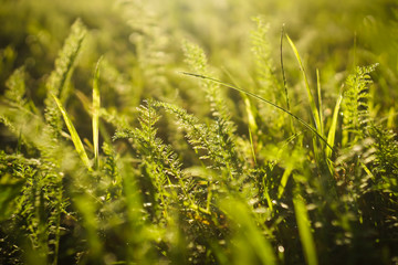 Close to the ground.