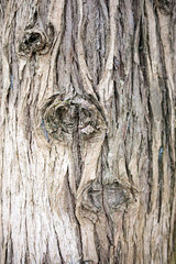 tree closeup texture