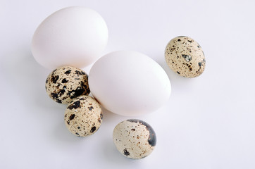 Fototapeta premium quail and white eggs on the light background