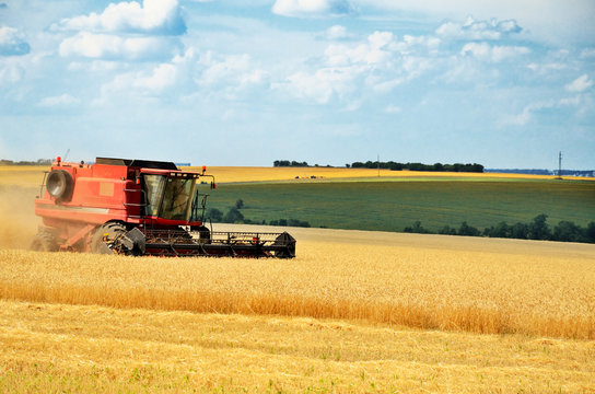 red combine harvests wheat in a field