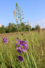 коровяк фиолетовый декоративное и лекарственное растение