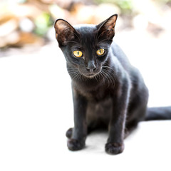 Asian black cat