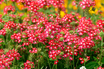 Red summer garden flowers