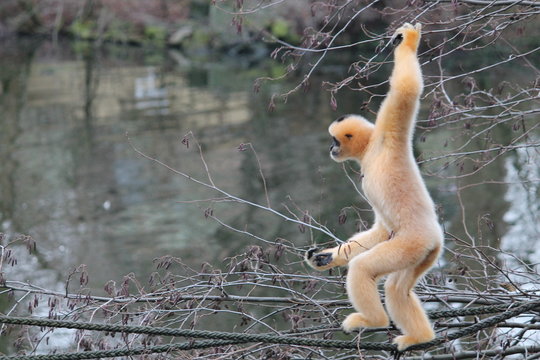 Gibbon