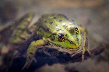 Frog in the water