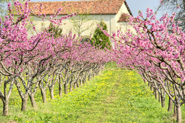 Plants of peaches in a country field - 67638761