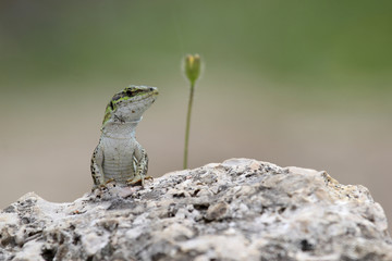 Italian wall lizard on a rock