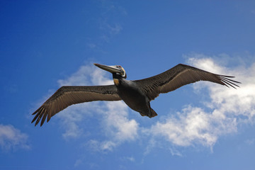 Pelican