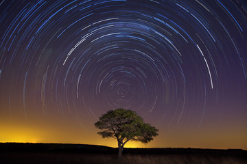 Star trail with lone tree brown grass and soft light © Alta Oosthuizen